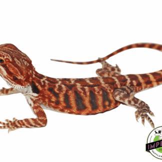 "Tiger Stripe" Super Red Blue Bar Leatherback Bearded Dragon Male #11224-03