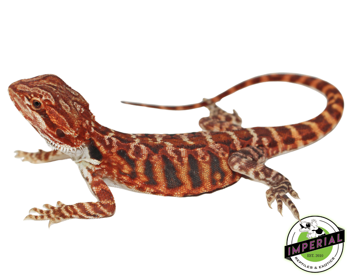 "Tiger Stripe" Super Red Blue Bar Leatherback Bearded Dragon Male #11224-03