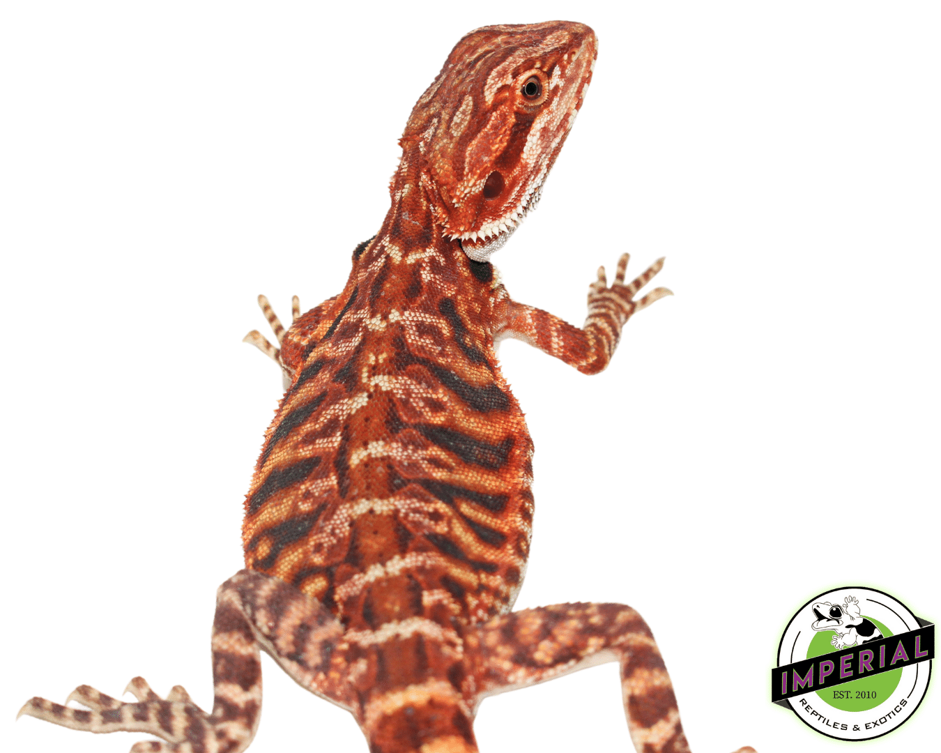 "Tiger Stripe" Super Red Blue Bar Leatherback Bearded Dragon Male #11224-03 - Image 2