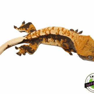 Tri-Color Flame Crested Gecko (#101223-I13)