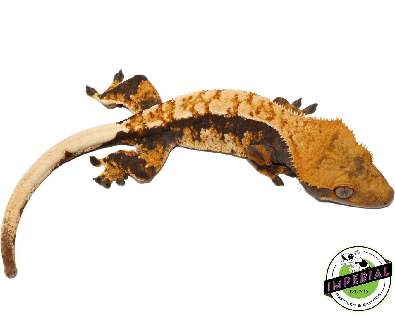 Tri-Color Flame Crested Gecko (#101223-I13)