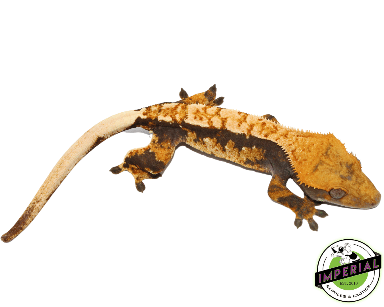 Tri-Color Flame Crested Gecko (#101223-I13) - Image 2
