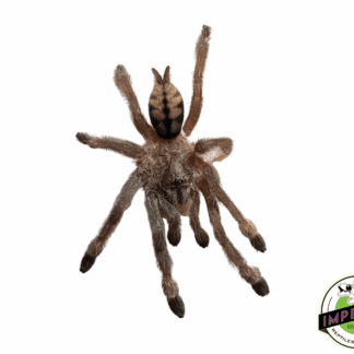 Trinidad Chevron Tarantula (Psalmopoeus cambridgei)