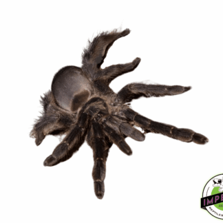 Trinidad Mahogany Tree Spider (Tapinauchenius plumipes)