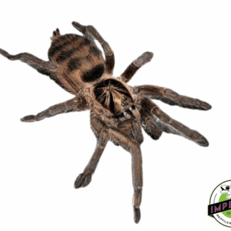 Trinidadian Olive Tarantula (Neoholothele incei)