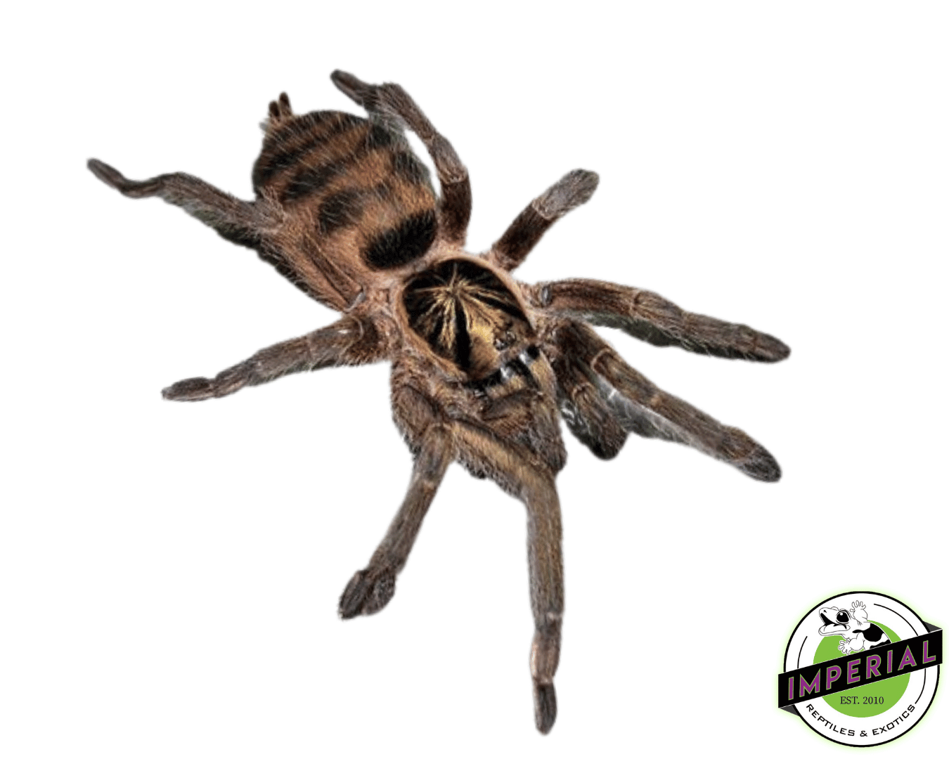 Trinidadian Olive Tarantula (Neoholothele incei)
