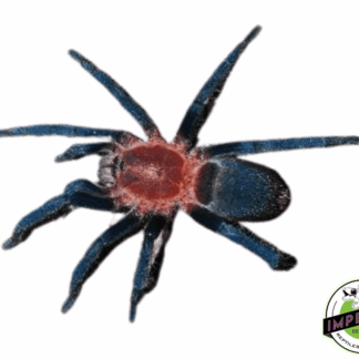 Trinidadian Pink Tarantula (Holothele longipes)