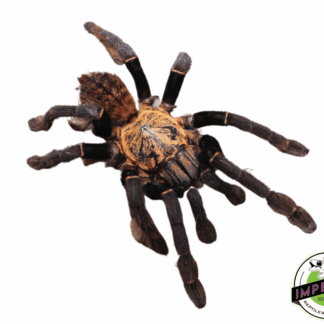 Vietnam Silver Tarantula (Ornithoctonus sp. Orni'Ho Chi Minh')