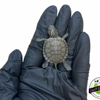 Western Painted Turtle Baby