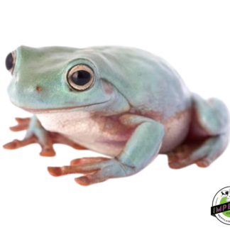 White's Tree Frog (Blue Phase)