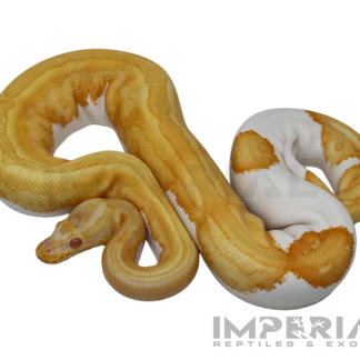 Albino Pumpkin Pied Ball Python