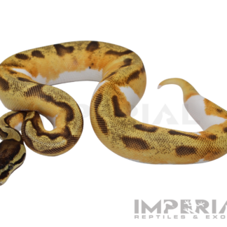 Yellowbelly Enchi Pied Ball Python