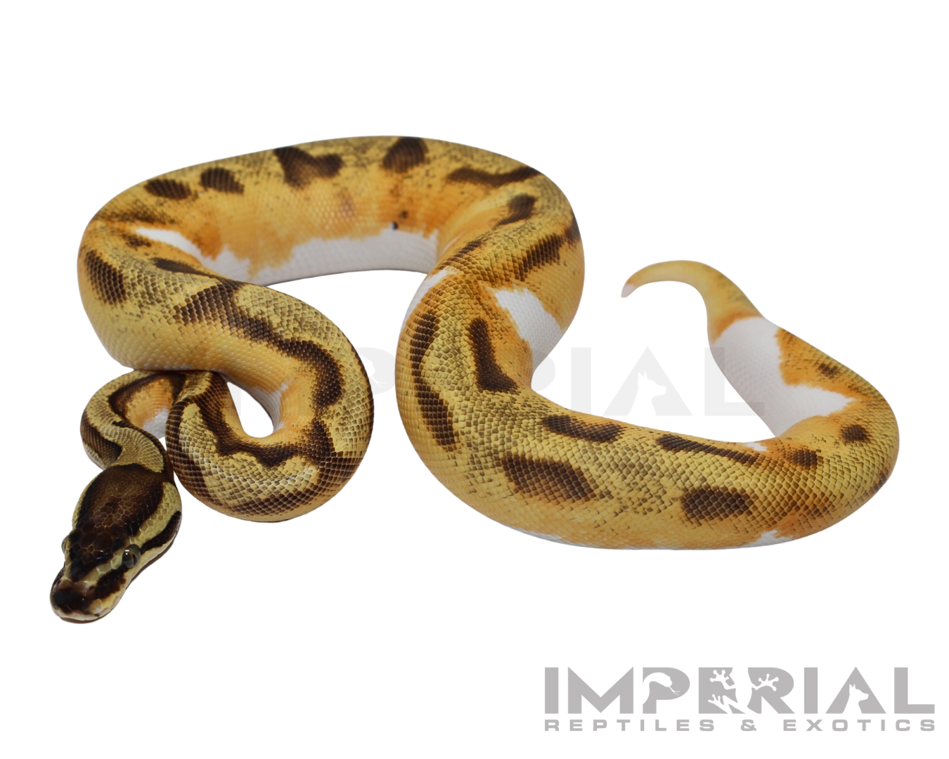 Yellowbelly Enchi Pied Ball Python