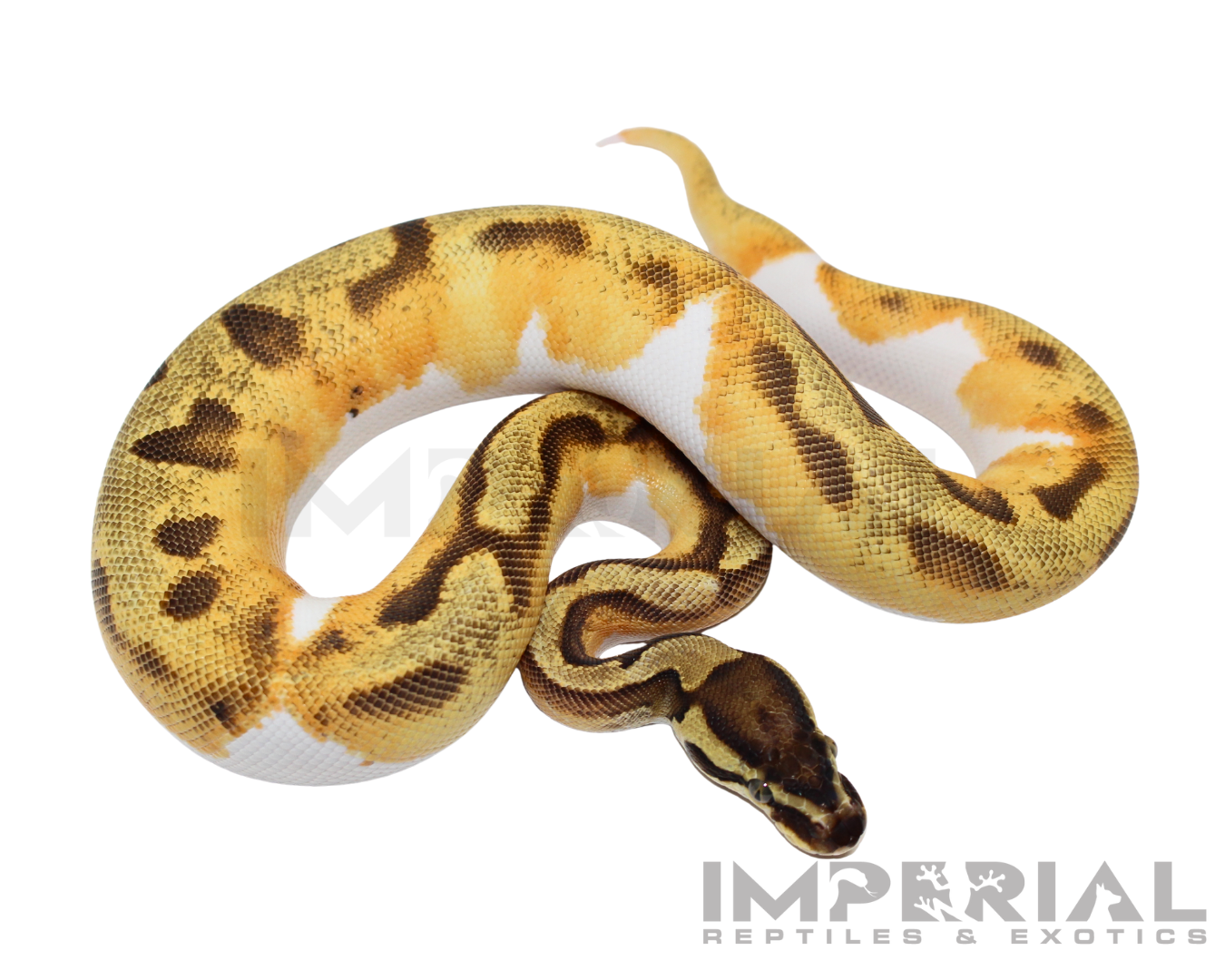 Yellowbelly Enchi Pied Ball Python - Image 2