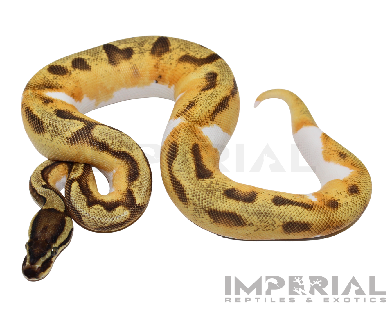 Yellowbelly Enchi Pied Ball Python - Image 3