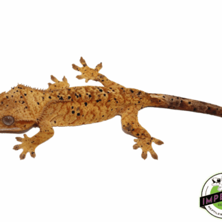 Yellow Brindle Dalmatian Crested Gecko pos Female (#101223-I14)
