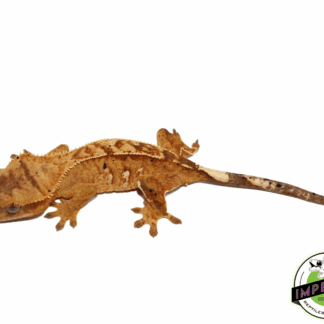 Yellow Pinstripe w/ Portholes Crested Gecko (#101223-I20)