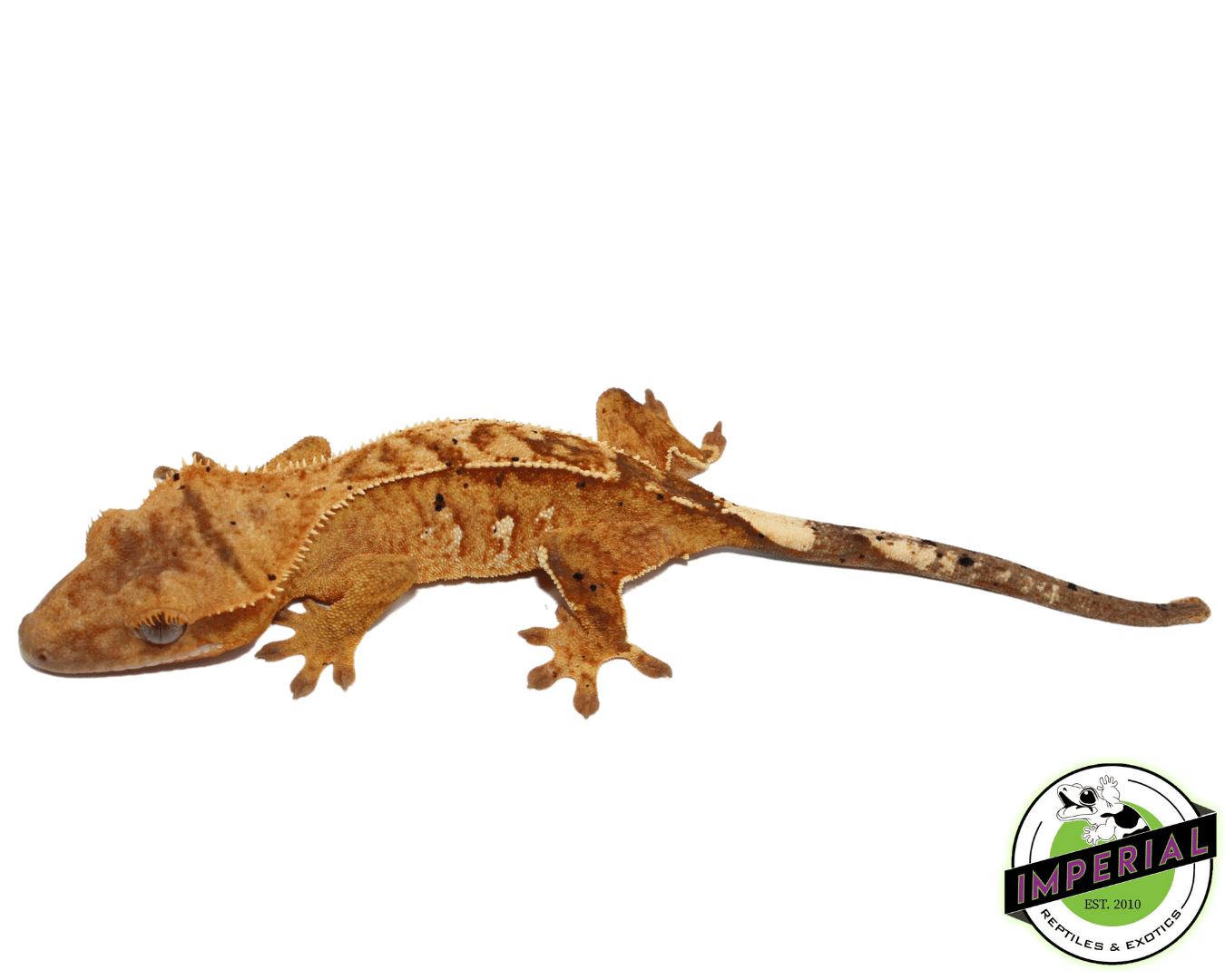 Yellow Pinstripe w/ Portholes Crested Gecko (#101223-I20)