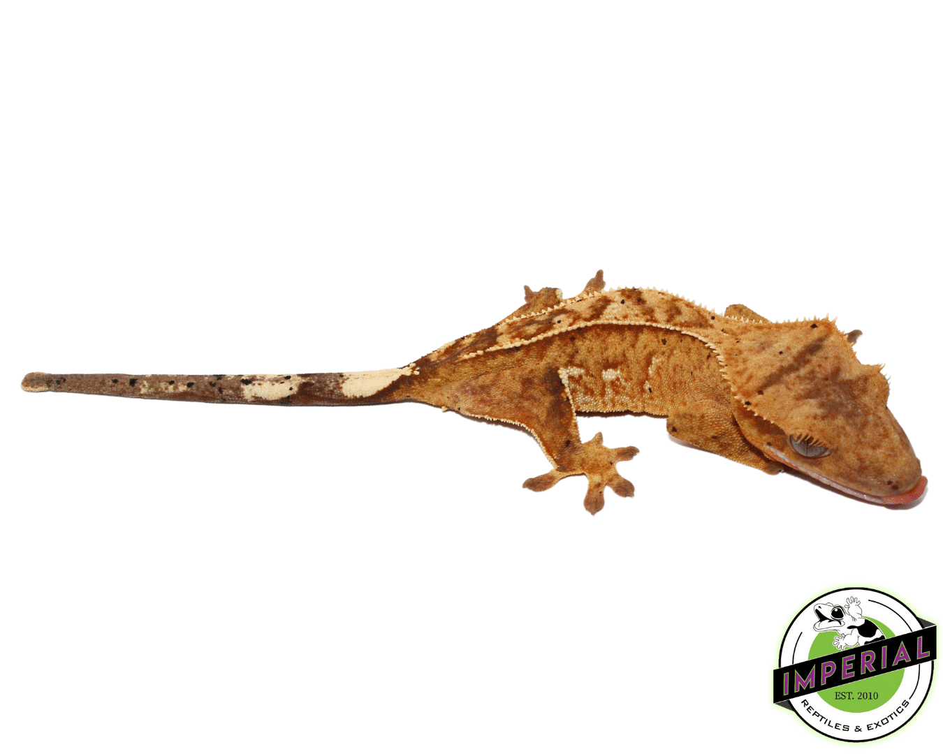 Yellow Pinstripe w/ Portholes Crested Gecko (#101223-I20) - Image 2