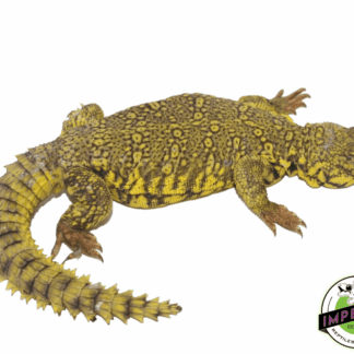 Yellow Nigerian Uromastyx