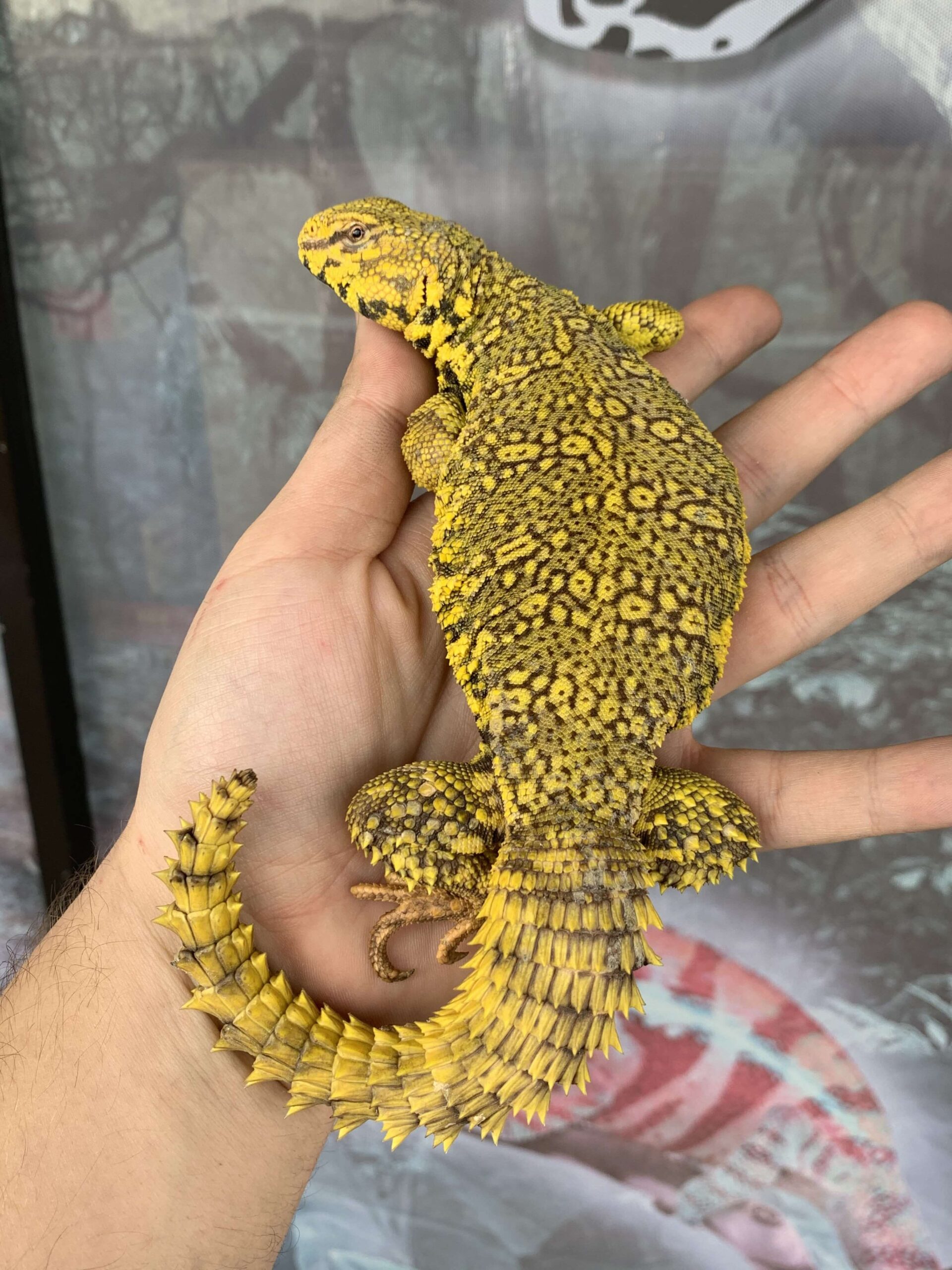 Yellow Nigerian Uromastyx - Image 2