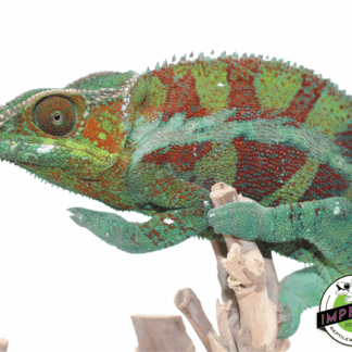 Ambanja Panther Chameleon