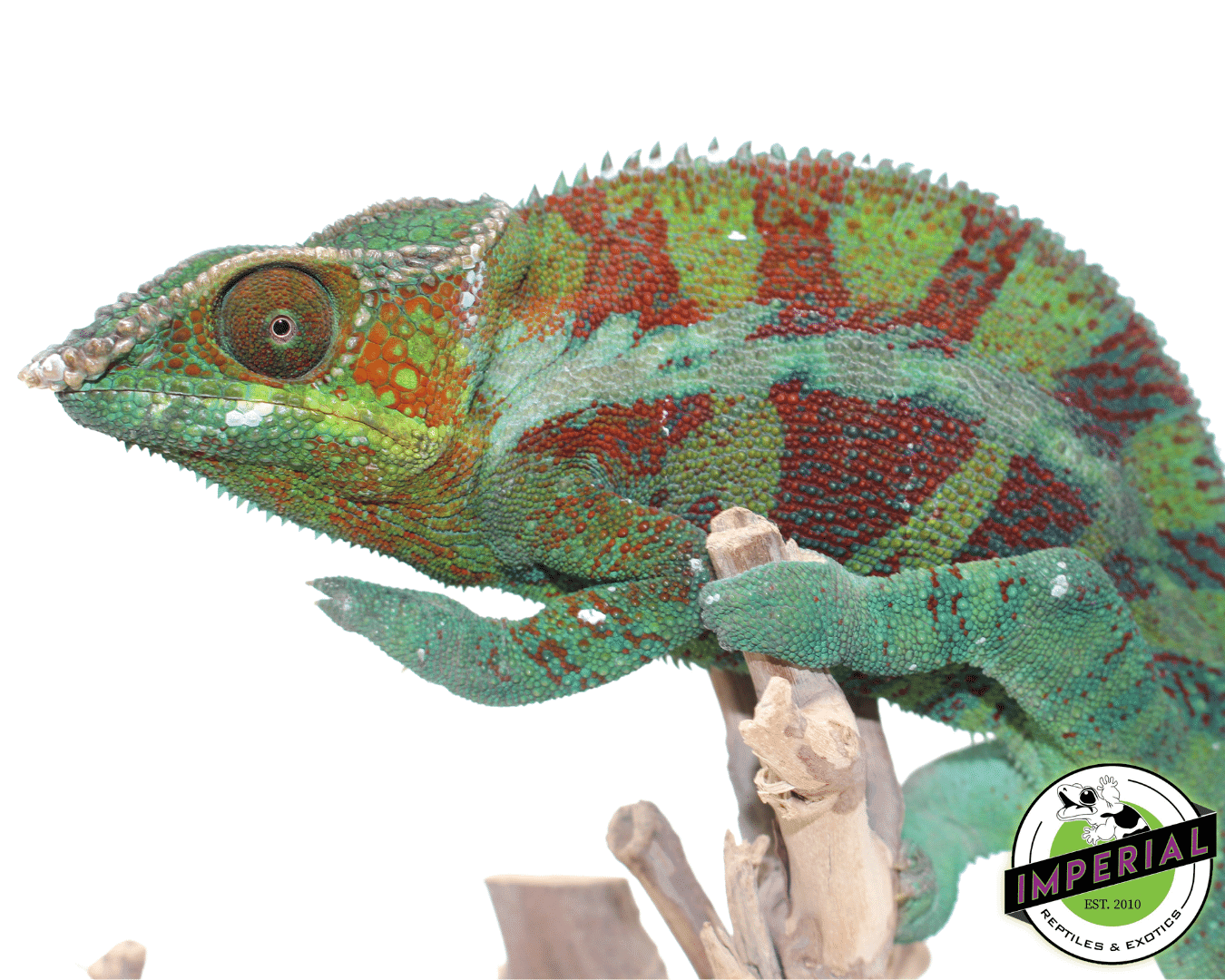 Ambanja Panther Chameleon