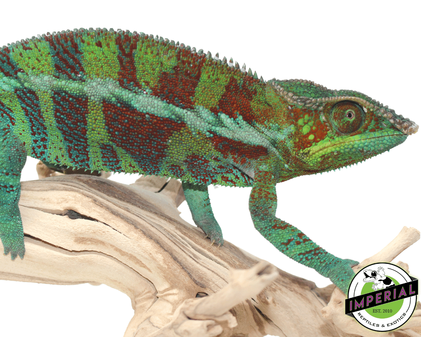 Ambanja Panther Chameleon - Image 2