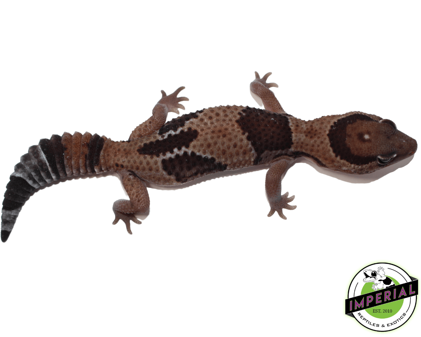 Aberrant African Fat Tail Gecko - Image 2