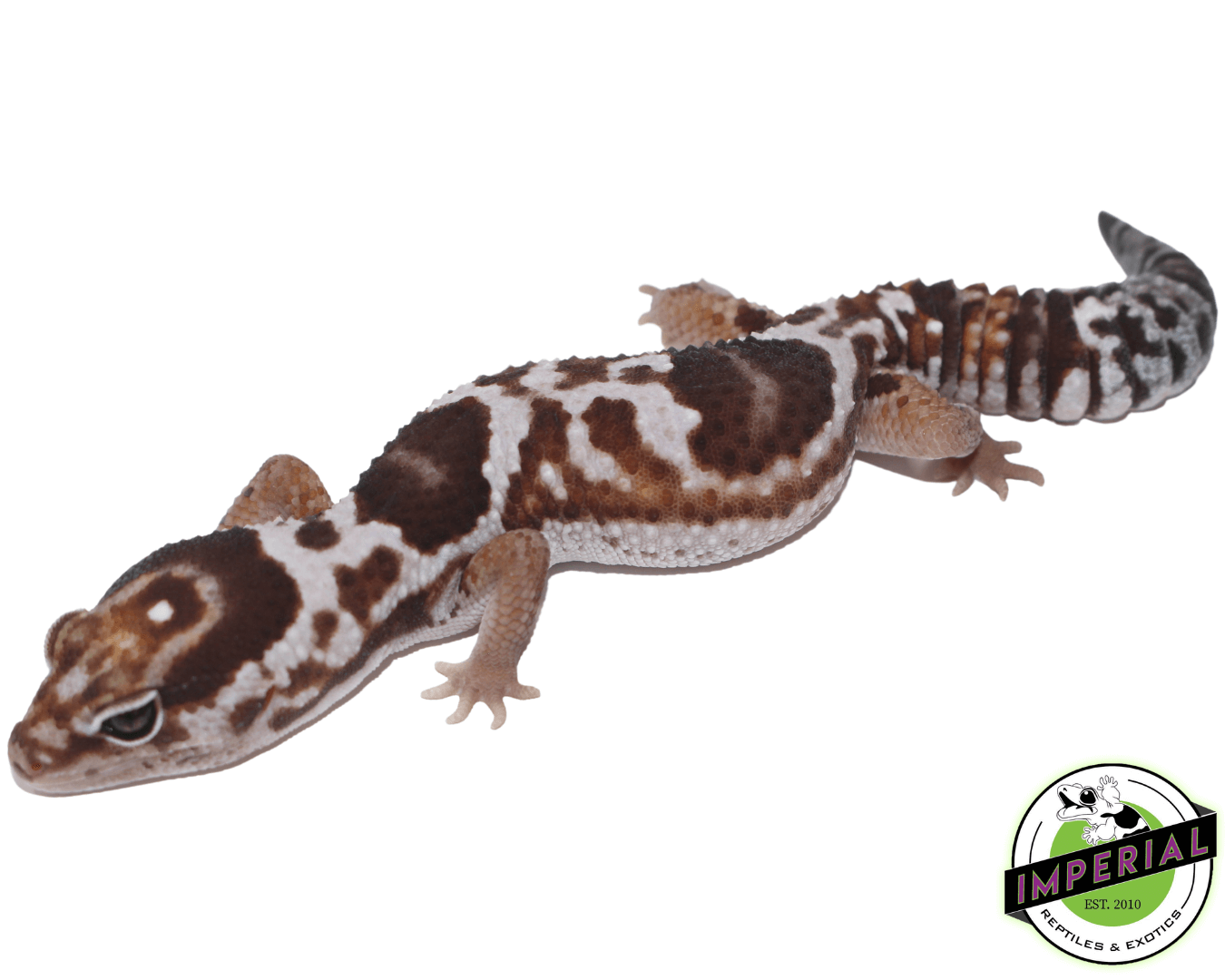 Aberrant Whiteout het. Snow Fat Tail Gecko - Image 2