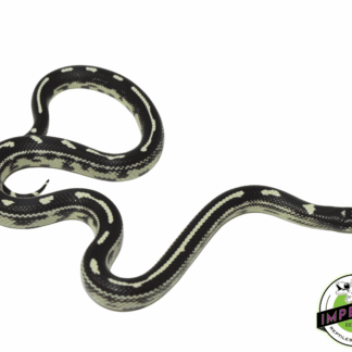 California Kingsnake Male