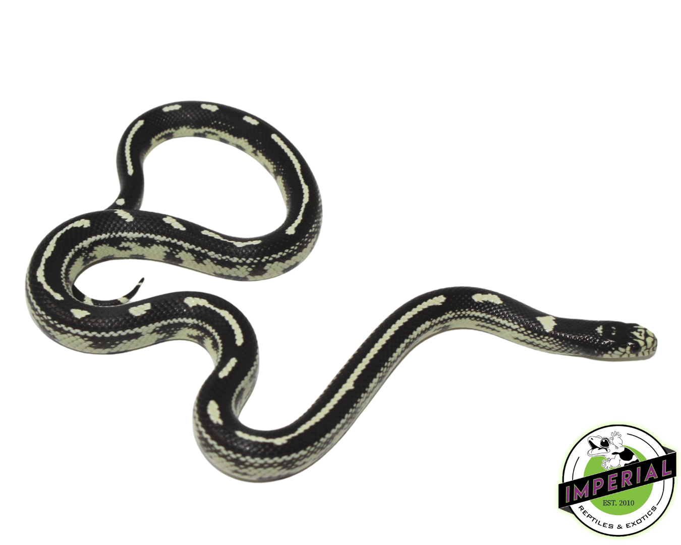 California Kingsnake Male