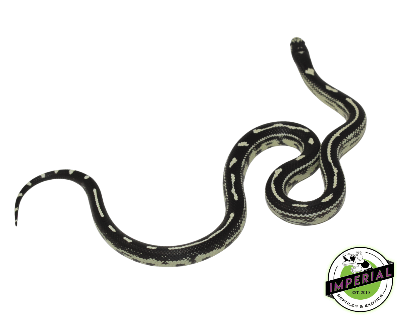 California Kingsnake Male - Image 2