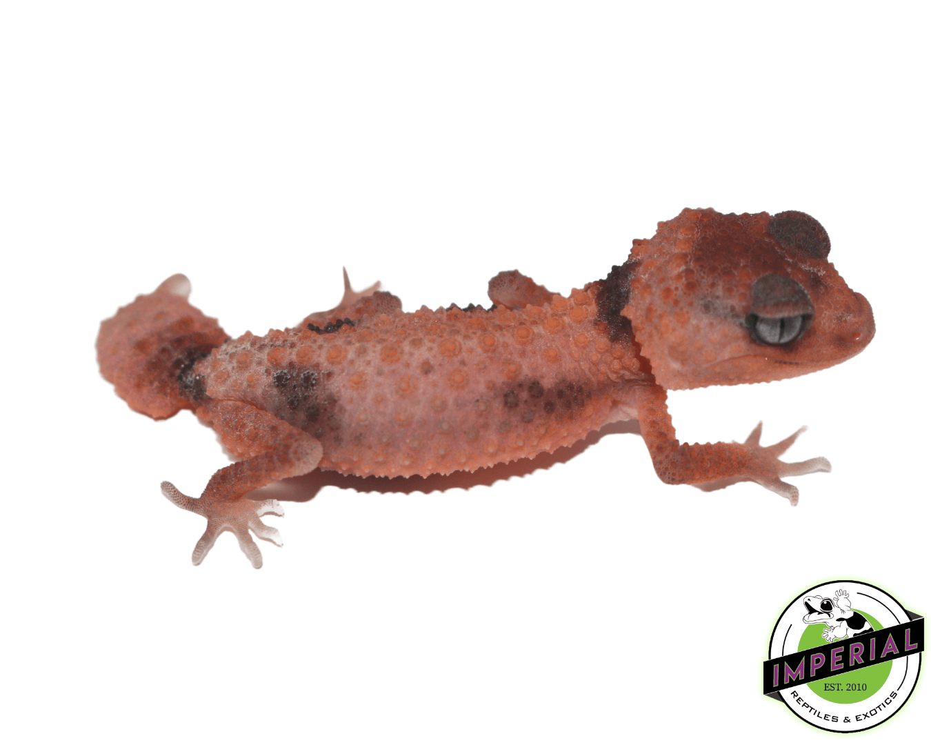 Aberrant Knob Tail Gecko