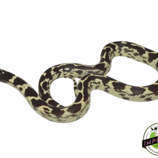 Aberrant Hypo California Kingsnake