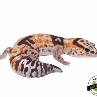 Aberrant Whiteout 100% het Amel African Fat Tail Gecko Adult Female