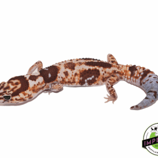 Aberrant Whiteout African Fat Tail Gecko Adult