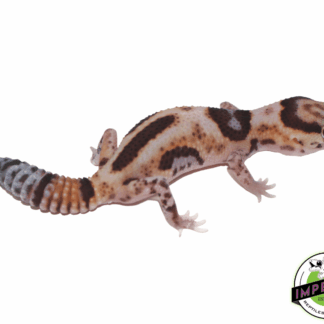 Aberrant Whiteout ph Amel Oreo African Fat Tail Gecko