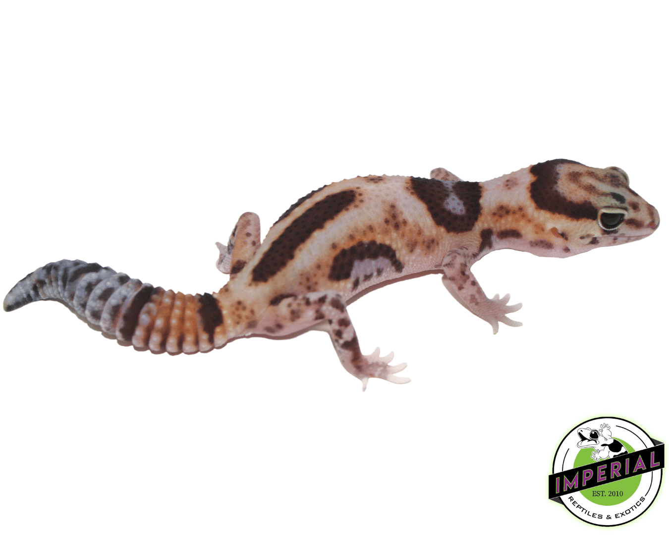 Aberrant Whiteout ph Amel Oreo African Fat Tail Gecko