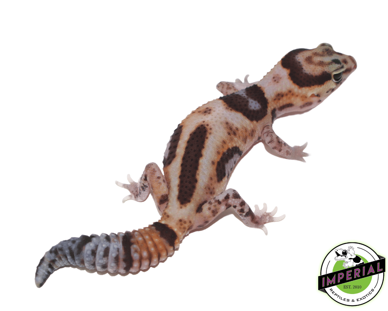 Aberrant Whiteout ph Amel Oreo African Fat Tail Gecko - Image 2