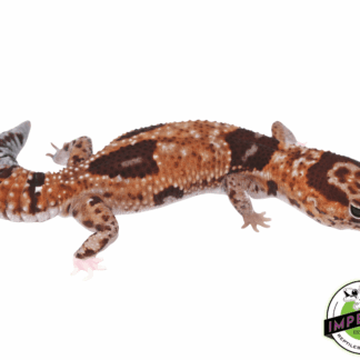 Aberrant Whiteout (Whitesock Line) African Fat Tail Gecko Adult