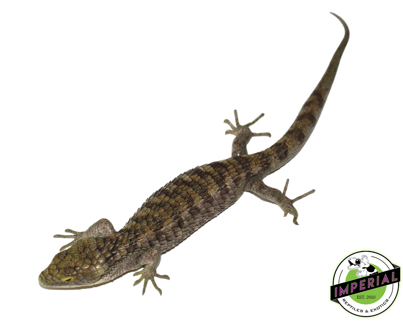 Mexican Alligator Lizard (Abronia graminea) - Image 3