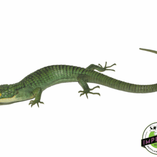 Mexican Alligator Lizard (Abronia graminea)