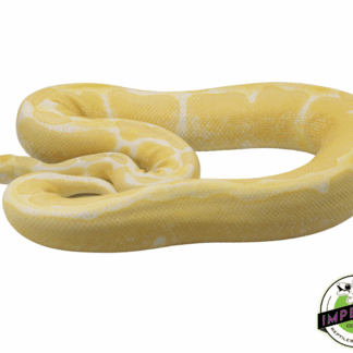 Albino Ball Python Adult