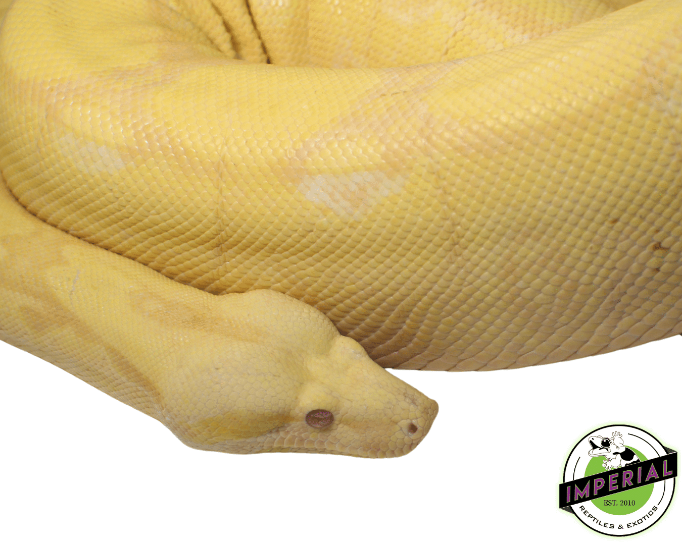 Albino Boa Adult - Image 2