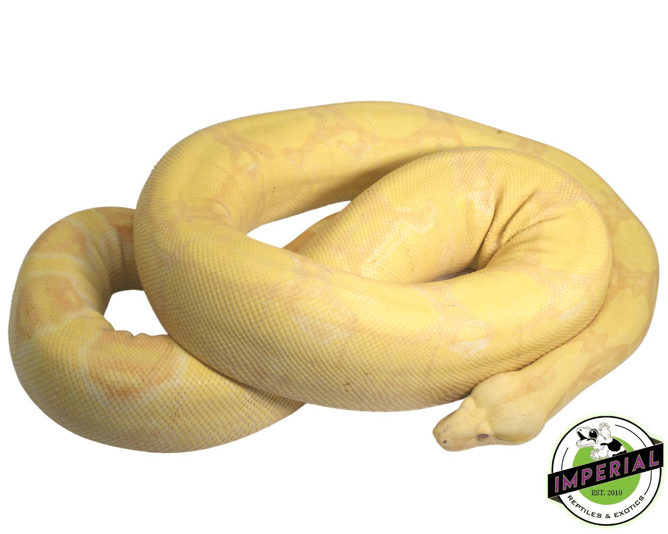 Albino Boa Adult