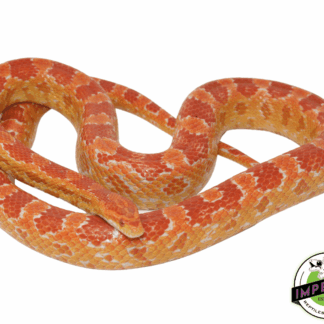 Albino Corn Snake Adult Male
