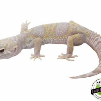 Eclipse Albino Leopard Gecko Juvi