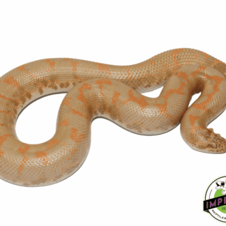 Albino Kenyan Sand Boa Adult