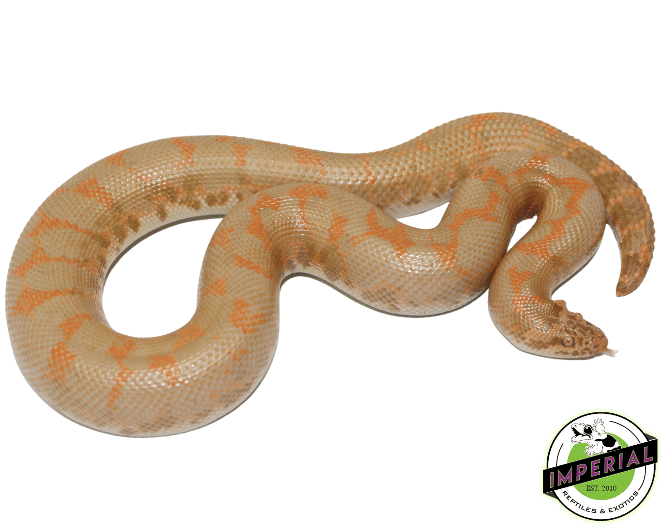 Albino Kenyan Sand Boa Adult